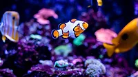Clownfish in a fish tank