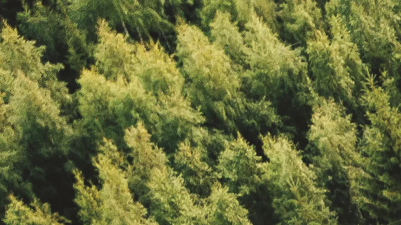 A lush green forest.