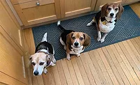 Beagles Beagles