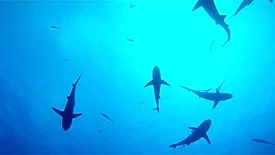 Shark mentality