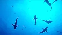 Shark mentality Shark mentality