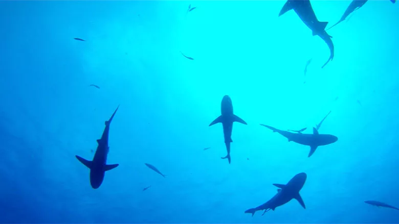 Shark mentality