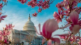 Capitol Hill framed by cherry blossoms.