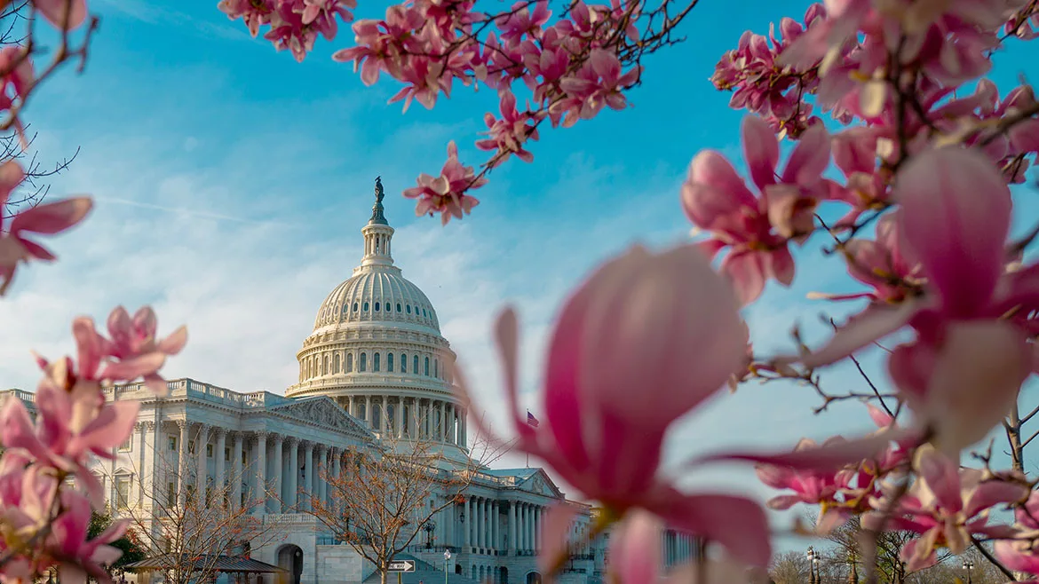 Capitol Hill framed by cherry blossoms.