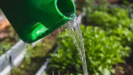 A green water container with water spilling out onto plants, vegetables and seedlings.