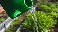 Farmer watering the plants, vegetables and seedlings A green water container with water spilling out onto plants, vegetables and seedlings.