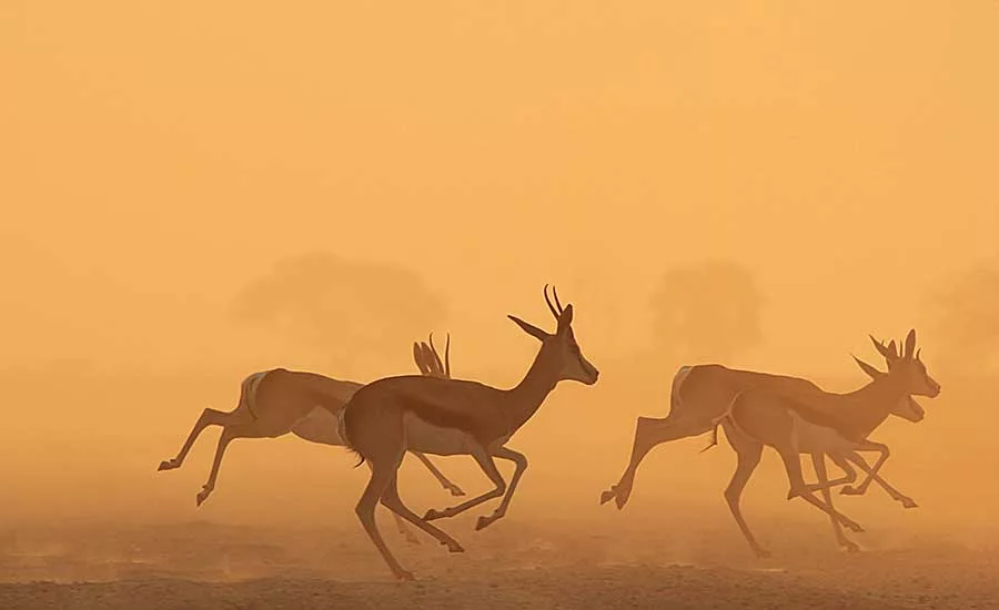 Join the Gazelle Club